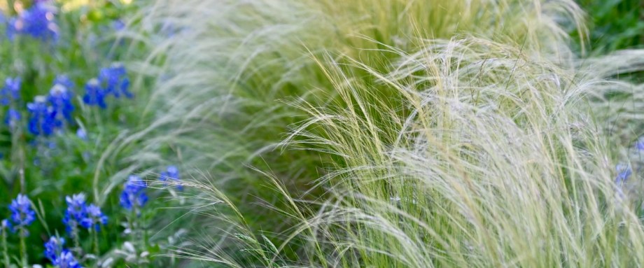 Feathergrass and bluebonnets