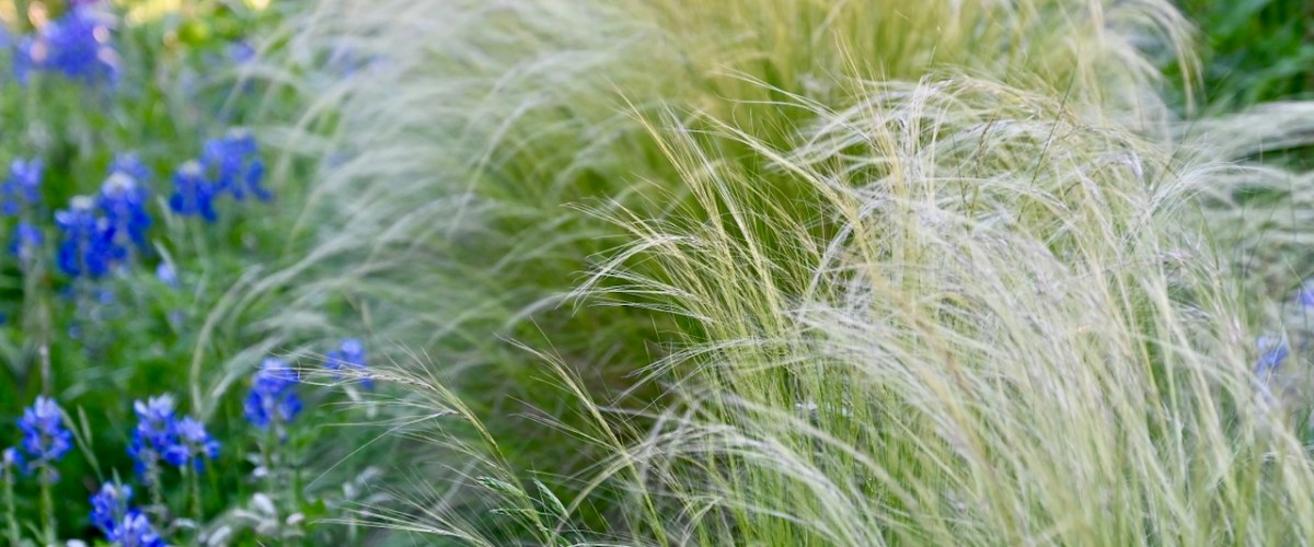 Feathergrass and bluebonnets